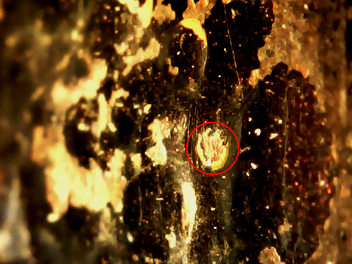 Эксплуатационные дефекты ЛКП кузова