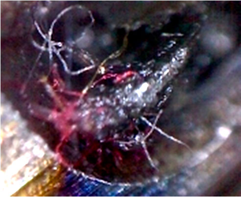 Фото 25. Запёкшиеся вещество красного цвета (вид через микроскоп – увеличение в 20 раз)