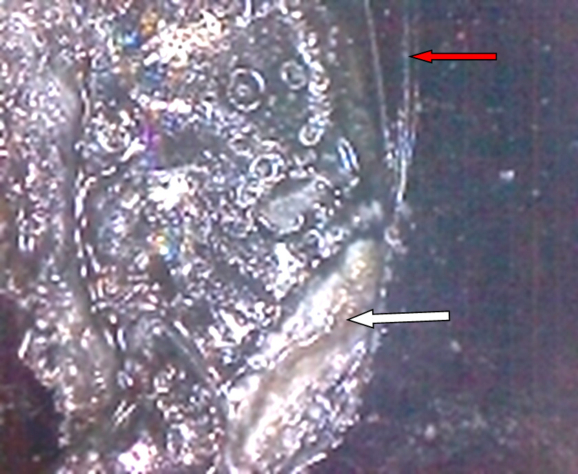 Фото 19. Очаг зарождения скола в виде глубокого вдавленного следа с грязевыми наложениями внутри него (показан белой стрелкой) и трассы к данному следу (показаны красной стрелкой). Вид через микроскоп (увеличение в 30 раз)