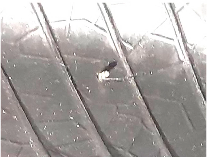 Фото 13. Разрыв нити корда с выдавливанием его внутрь шины. Конец нити корда не имеет следов вытягивания (не разлохмаченный). Трещина резины (герметизирующего слоя и боковины) неровной формы, направлена от разрушенного корда