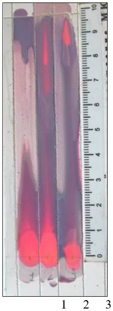 Фото 16. Хроматограмма на пластинке «Силуфол» после обработки раствором 0,05 % дитизона.