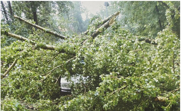 Фото 44. Автомобиль и упавшее дерево