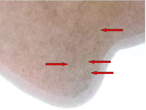 Фото 21. Фрагменты износа деталей (показано красными стрелками)
