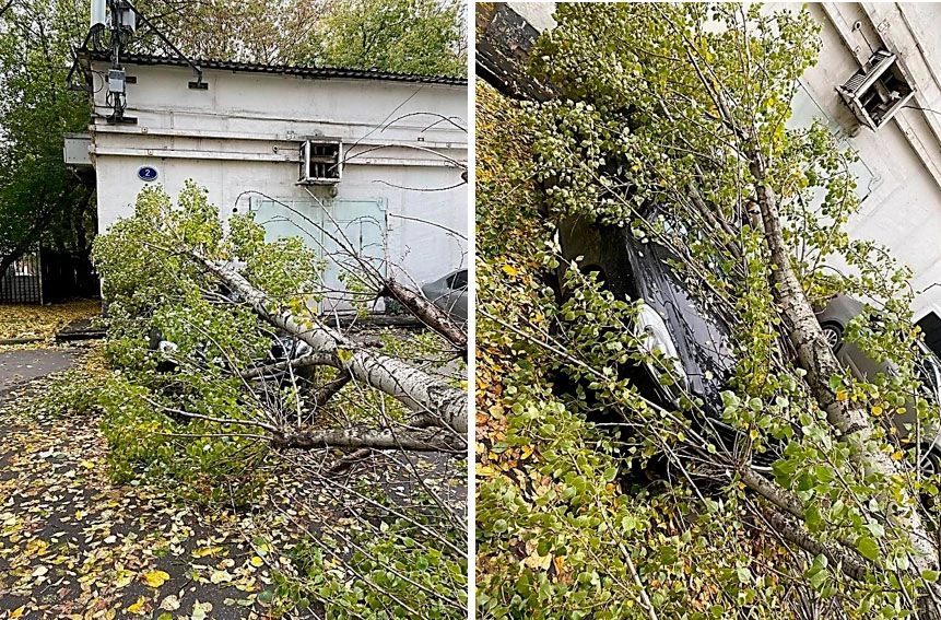 Фото 125,126. Вид автомобиля спереди и упавшеее на него дерево