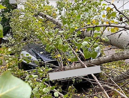 Фото 127. Вид автомобиля спереди и упавшеее на него дерево