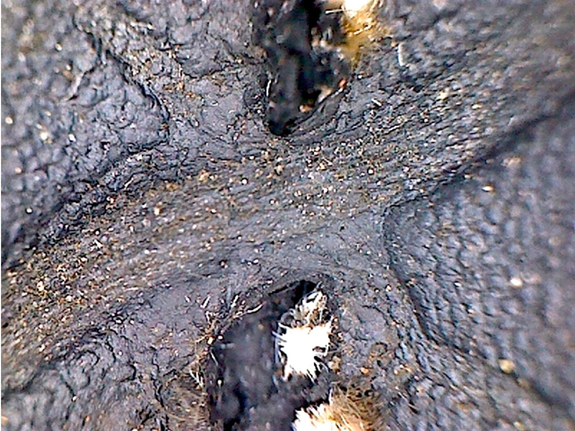 Дефект шины