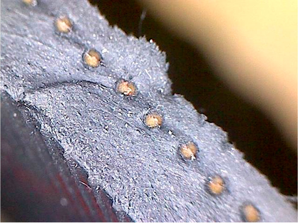 Дефект шины