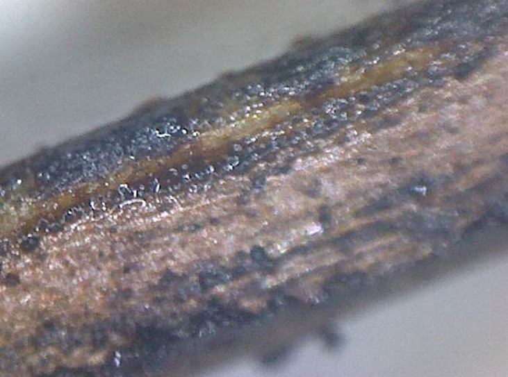 Эксплуатация двигателя на некачественном топливе