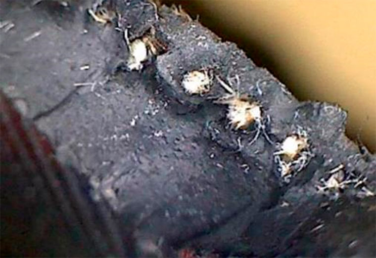 Экспертиза шины